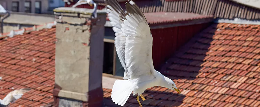 Residential Chimney Animal Removal Solution in North Platte, NE