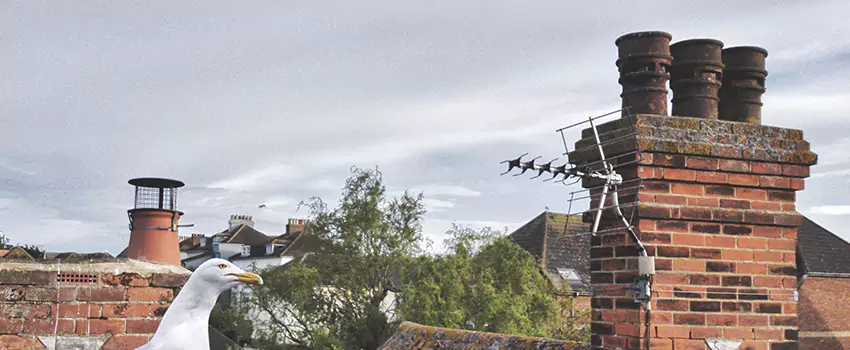 Chimney Cleaning And Restoration in North Platte, Nebraska